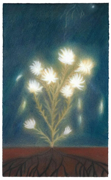 Like Milk Was the Flower by Mary Herbert. A soft pastel rendering of a lone plant with glowing white flowers against a dark blue-green background. A few stray petals fall towards the burgundy ground, in which a cross-section of the plants roots can be seen